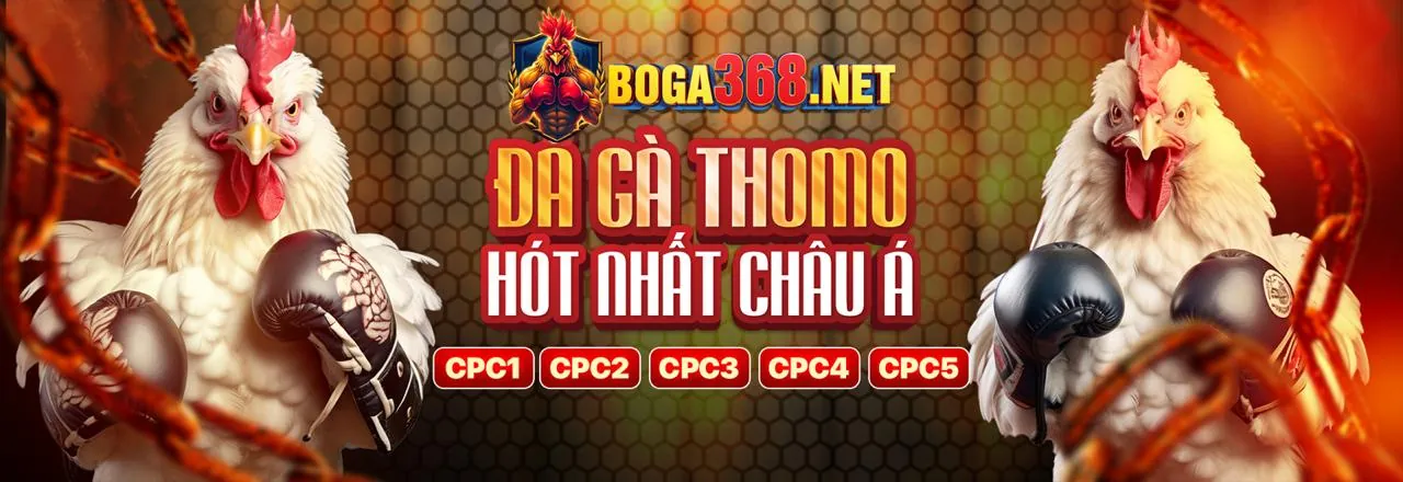 Hình ảnh một trận đấu đá gà sôi động tại nw88 trang chủ, minh họa luật chơi và chiến thuật
